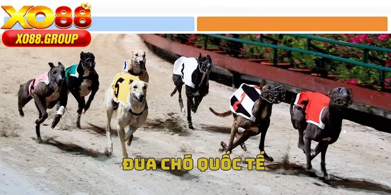 Đua chó quốc tế
